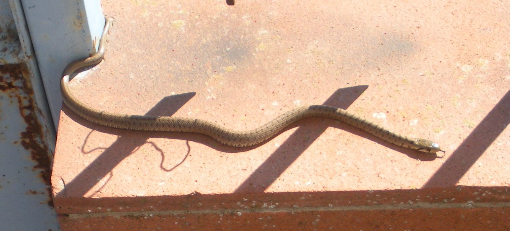 Giovane Zamenis lineatus del potentino