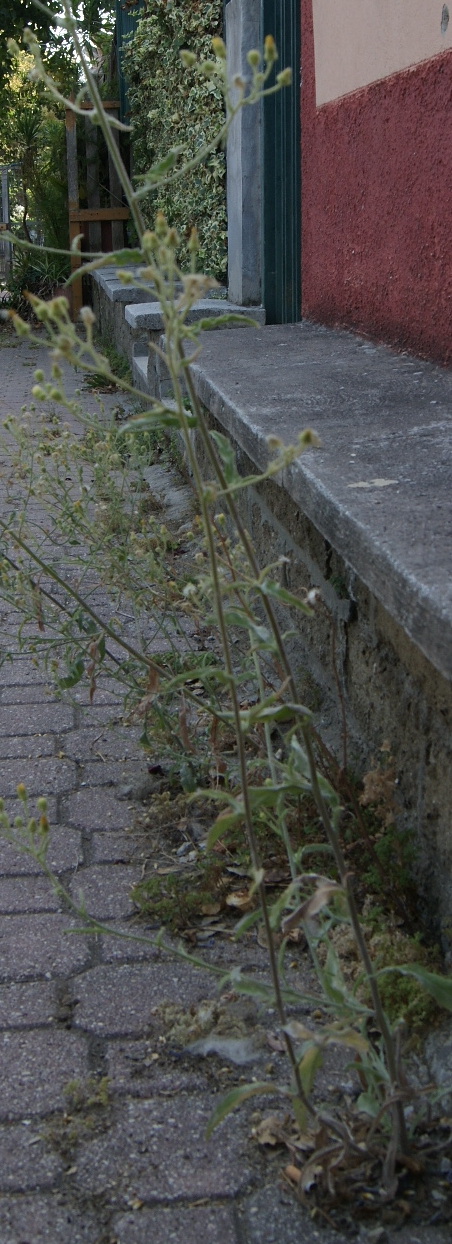 Andryala ntegrifolia.