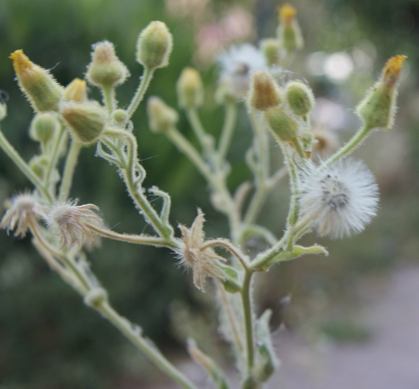 Andryala ntegrifolia.