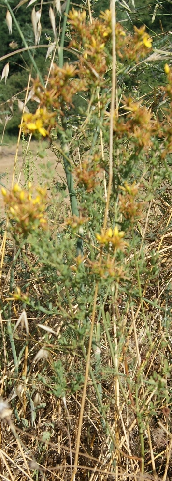 Hypericum perforatum