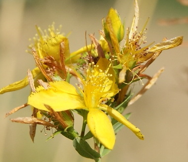 Hypericum perforatum