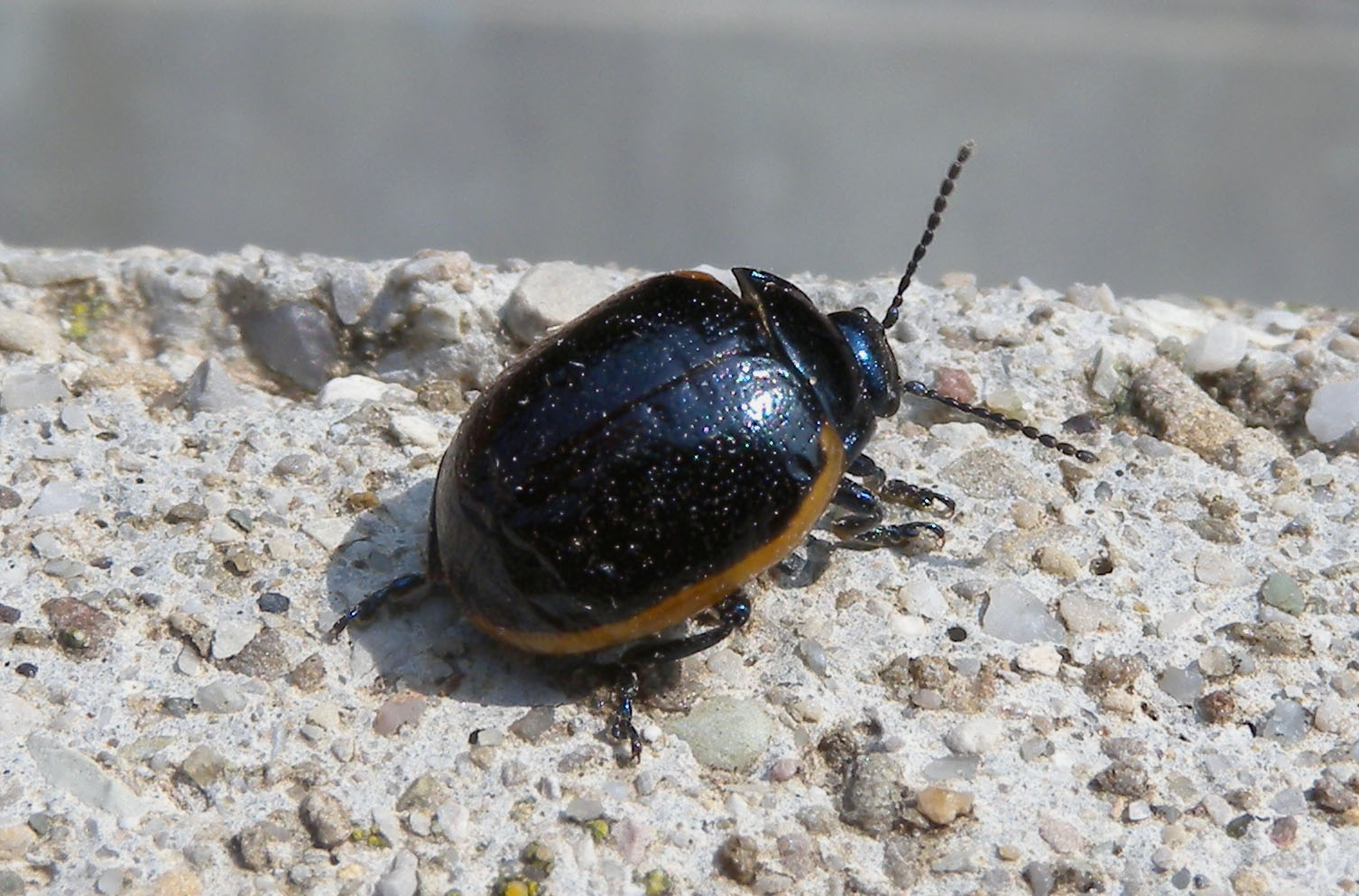 Chrysolina rossia