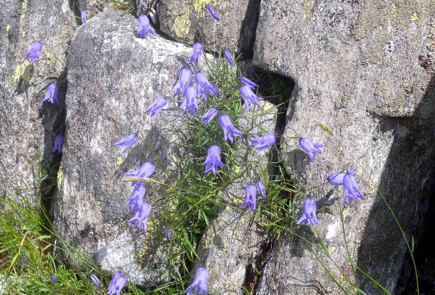 Campanula excisa / Campanula incisa