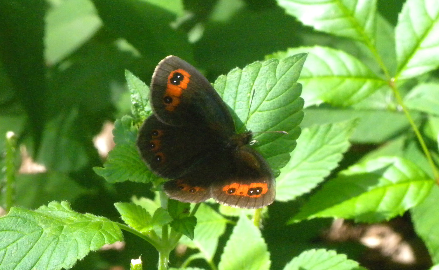 Erebia ... sp. - Erebia cf. aethiops