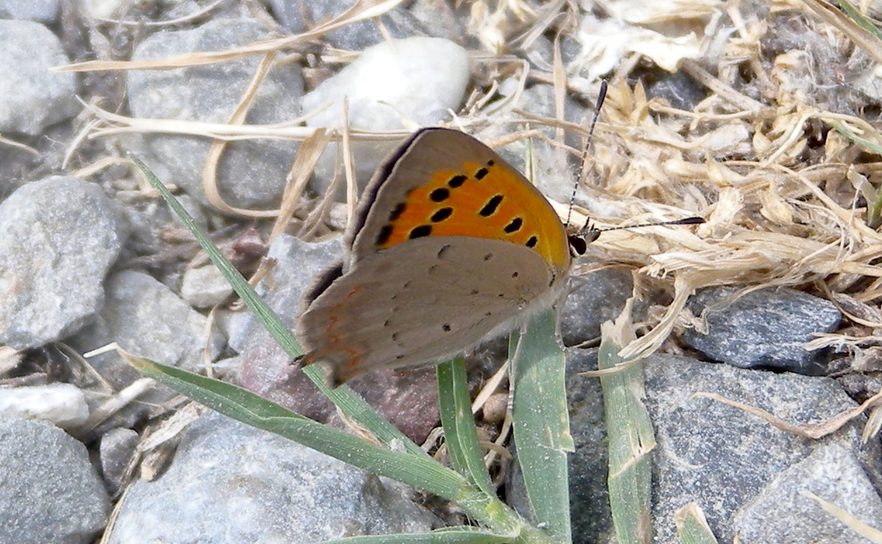 Lycaenidae - Lycaena phlaeas