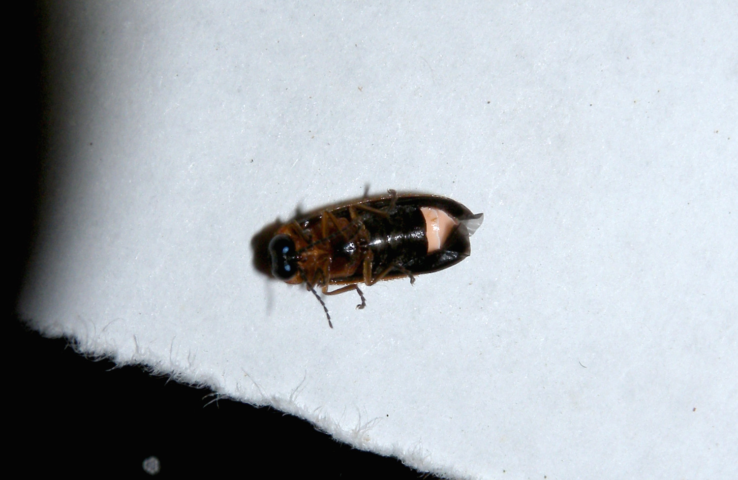 Luciola sp.