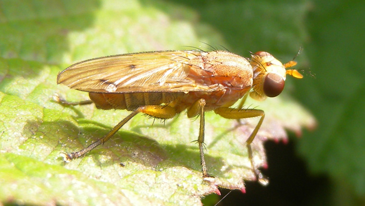 Tetanocera sp., Sciomyzidae