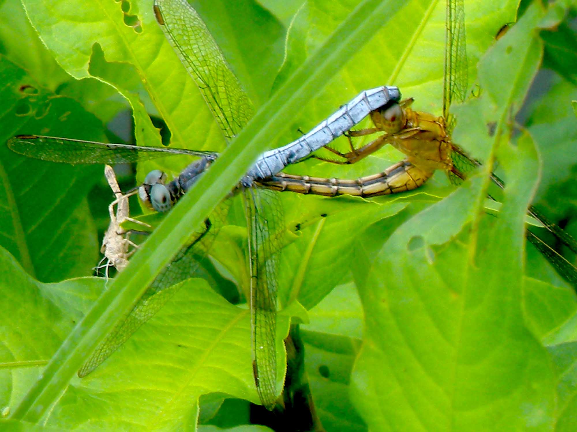 carrellata di Orthetrum coerulescens