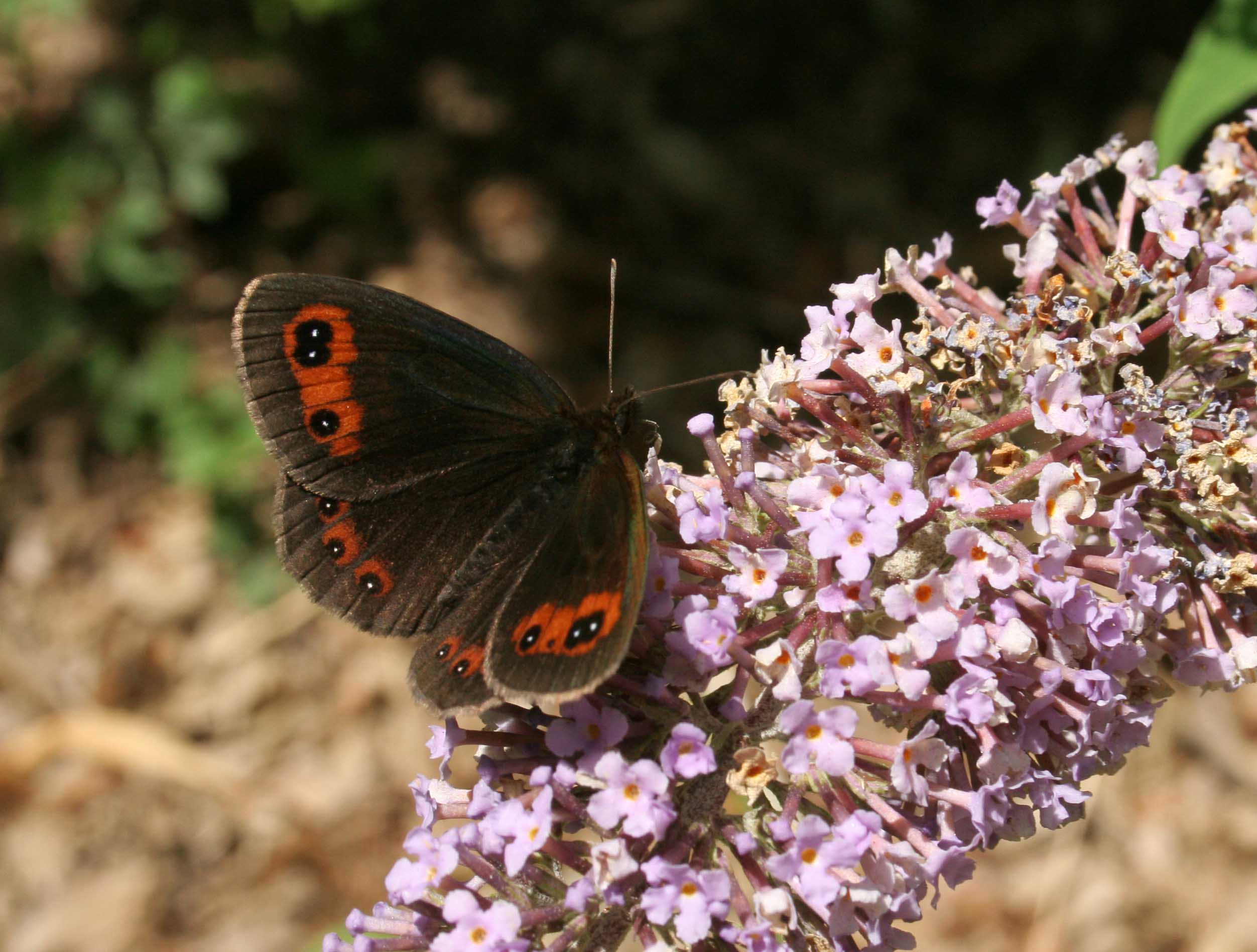 Erebia ... sp. - Erebia cf. aethiops