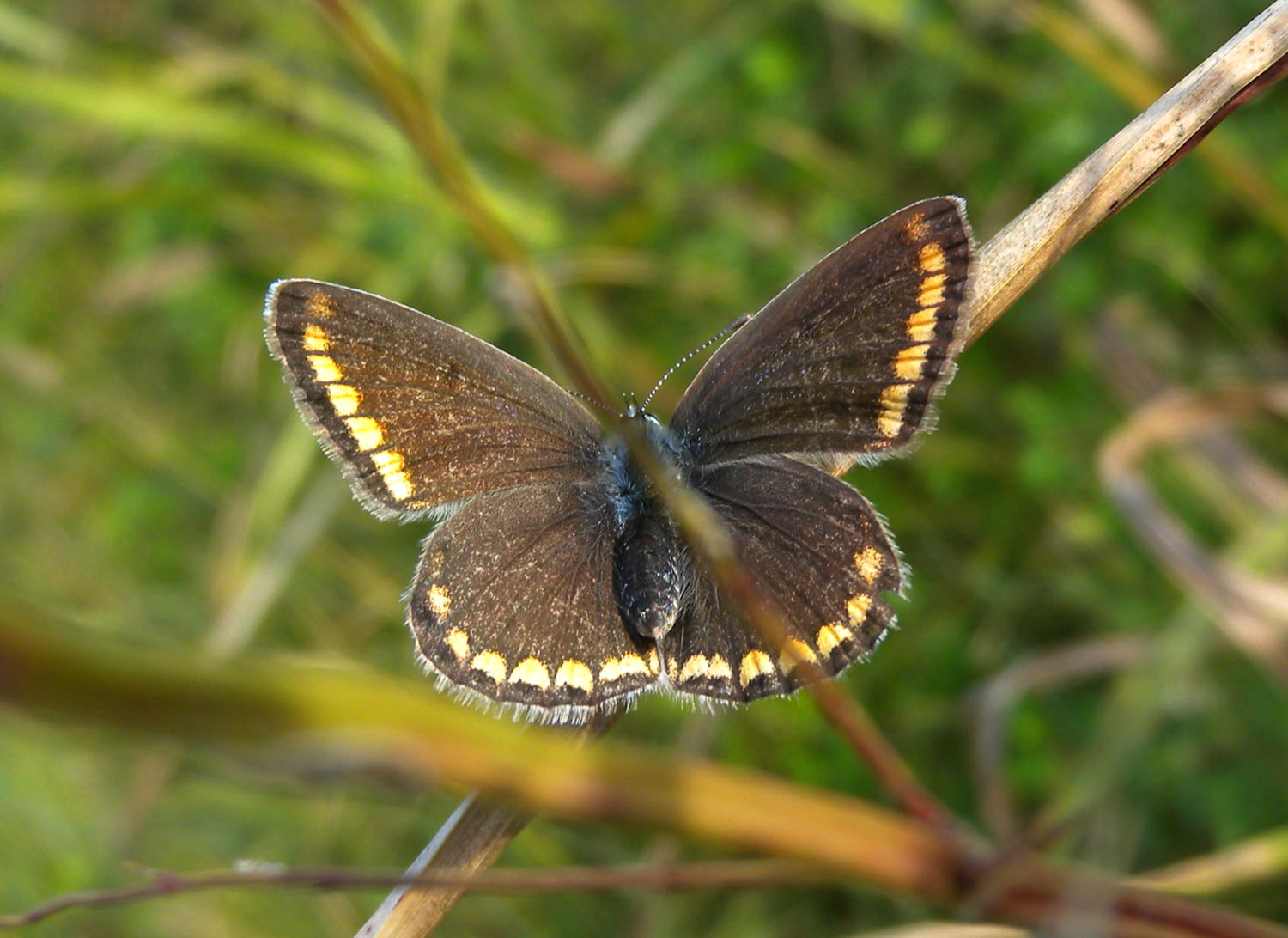 Polyommatus ? - S, Polyommatus icarus