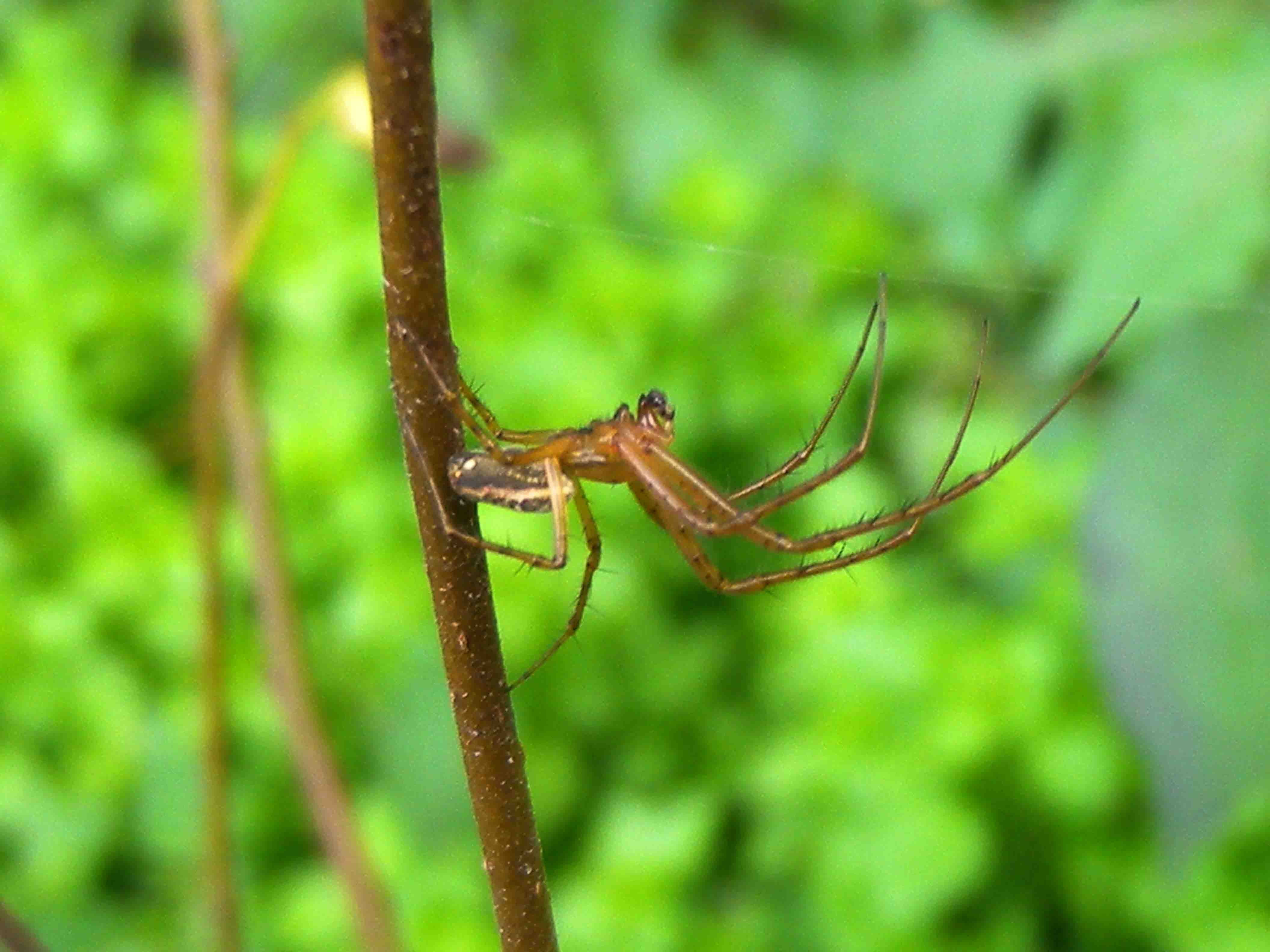 Coppia di Metellina sp.