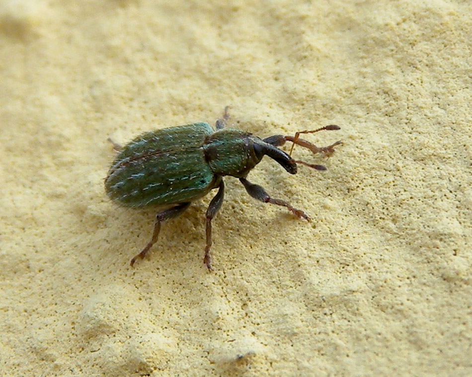 Curculionidae: Hypera nigrirostris