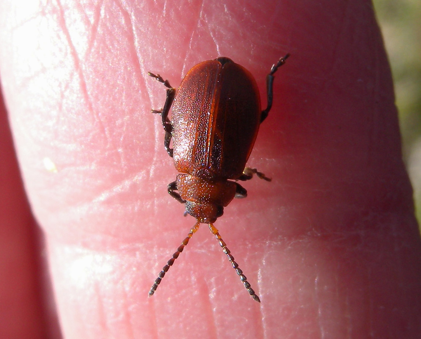 Lochmanea crataegi ? No. Galeruca rufa