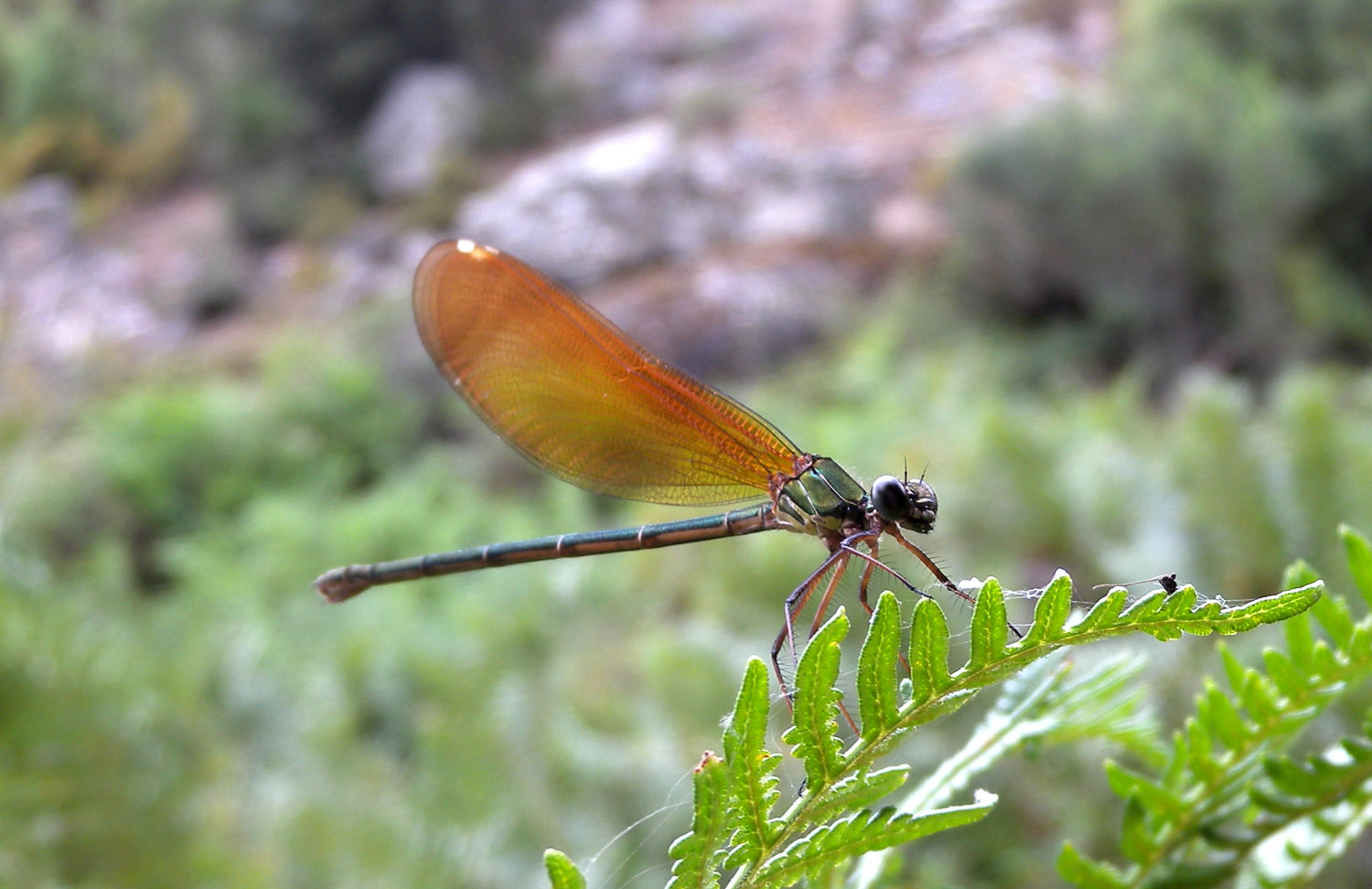 Calopteryx haemorrhoidalis corsa