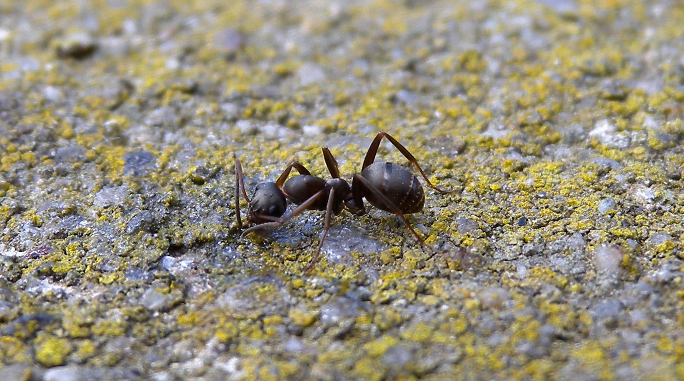 Formica sp.