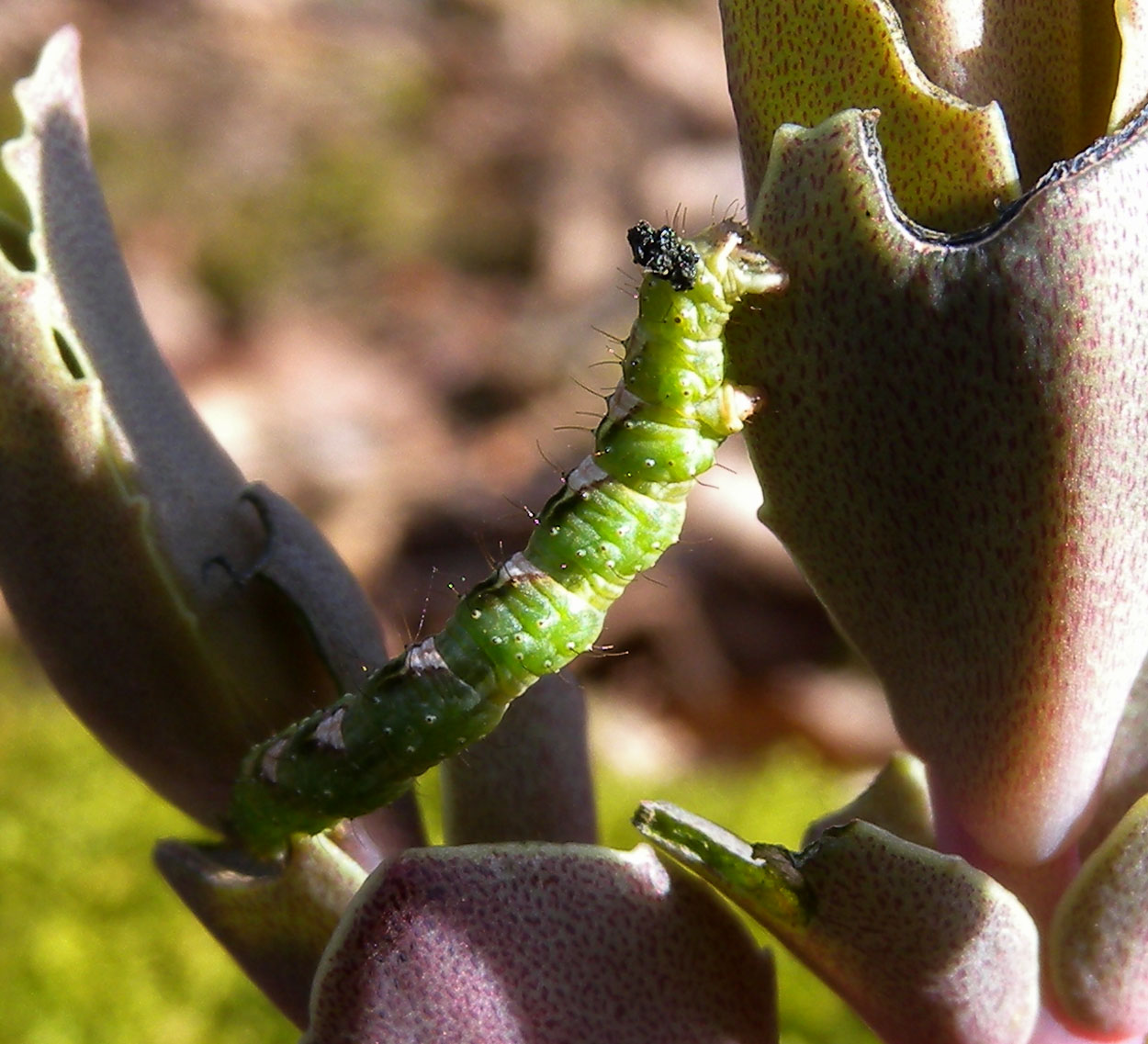 Larva su crassulacea