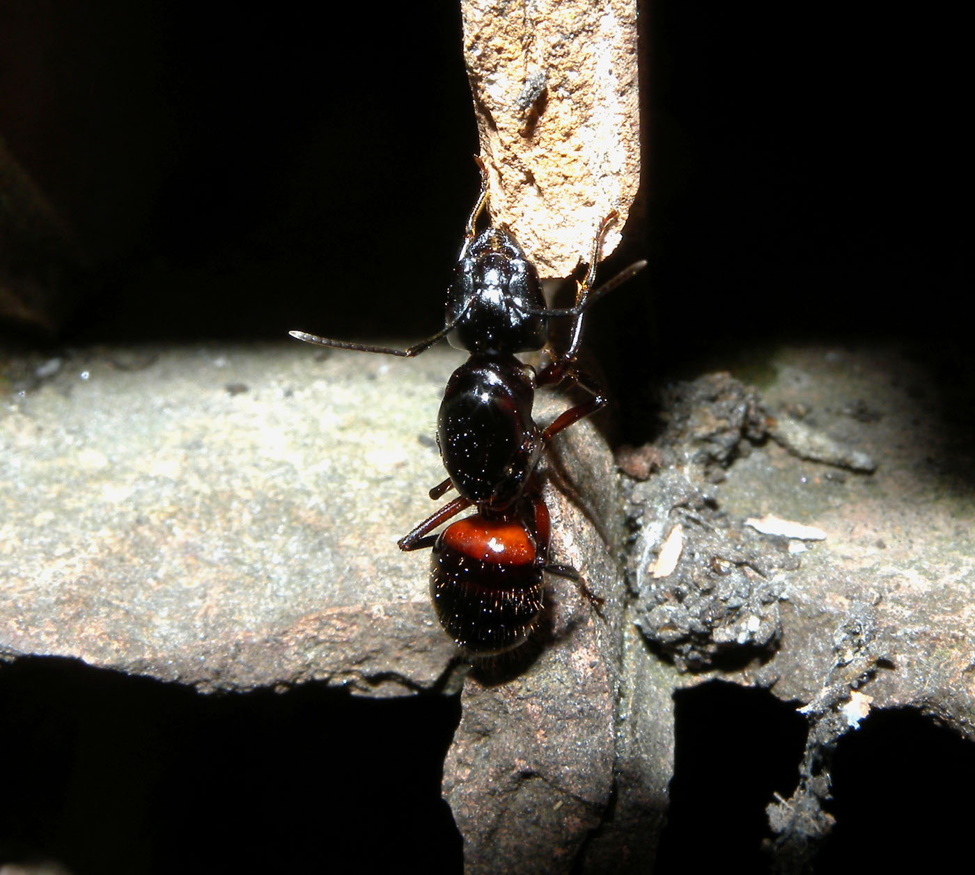 Femmina fondatrice di Camponotus cfr ligniperda