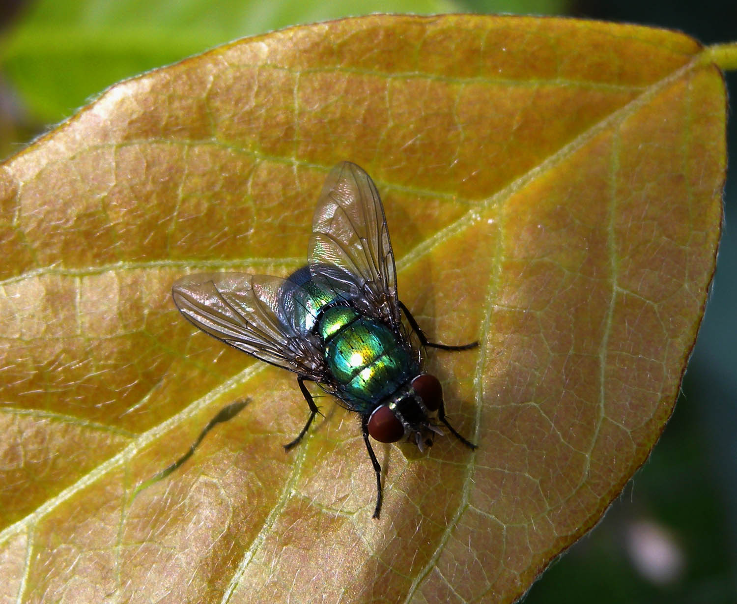 Mosca verde