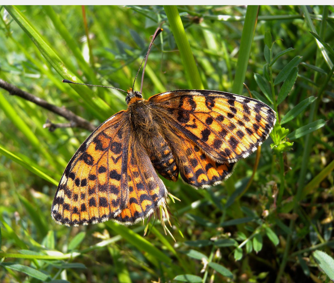 Melitaea