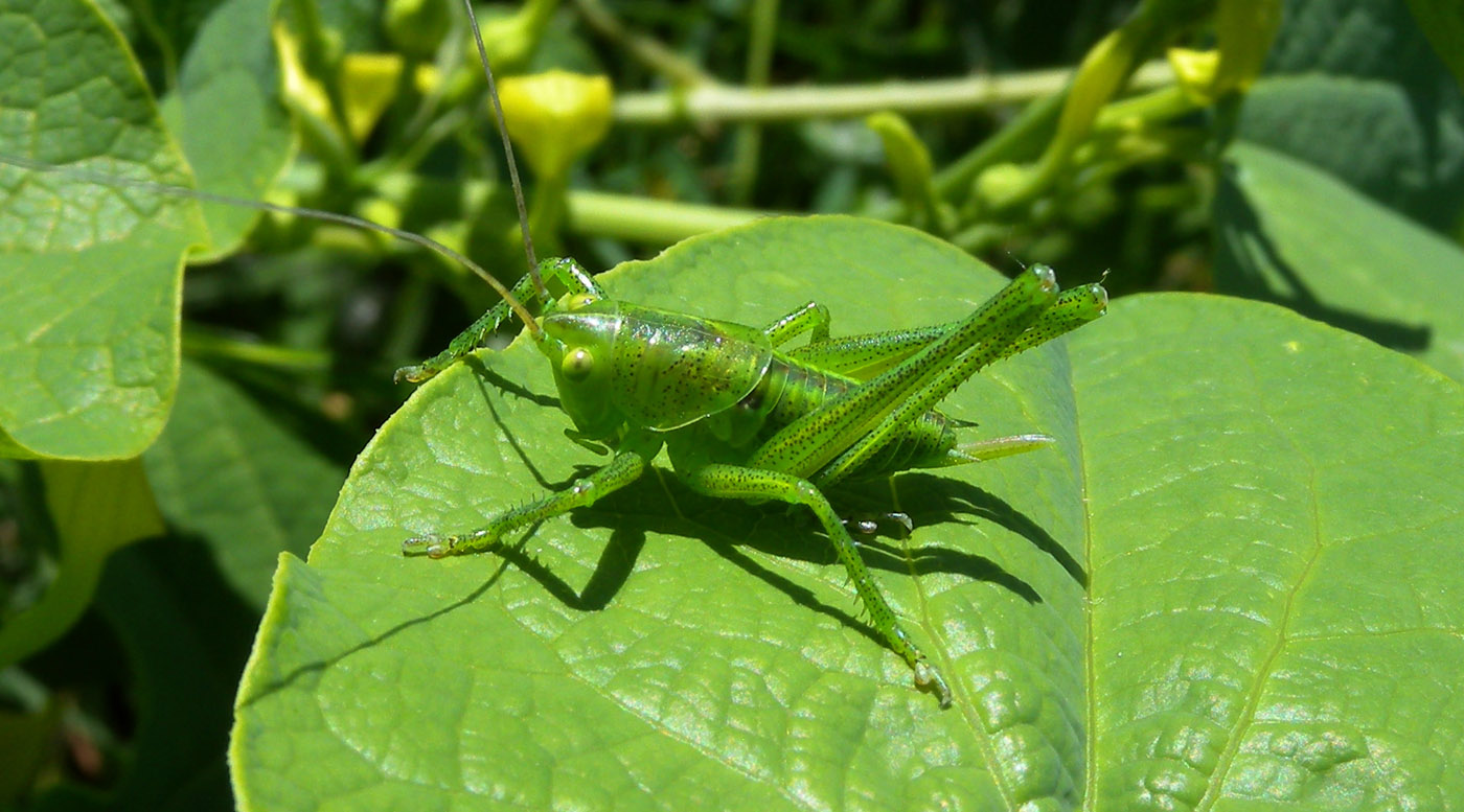 Tettigonidae; ninfa di tettigonia sp., femmina