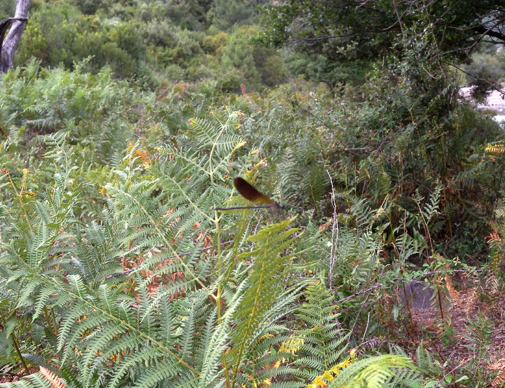 Calopteryx haemorrhoidalis corsa