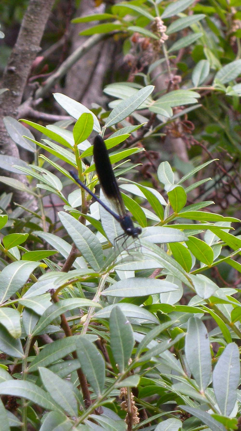 Calopteryx haemorrhoidalis corsa