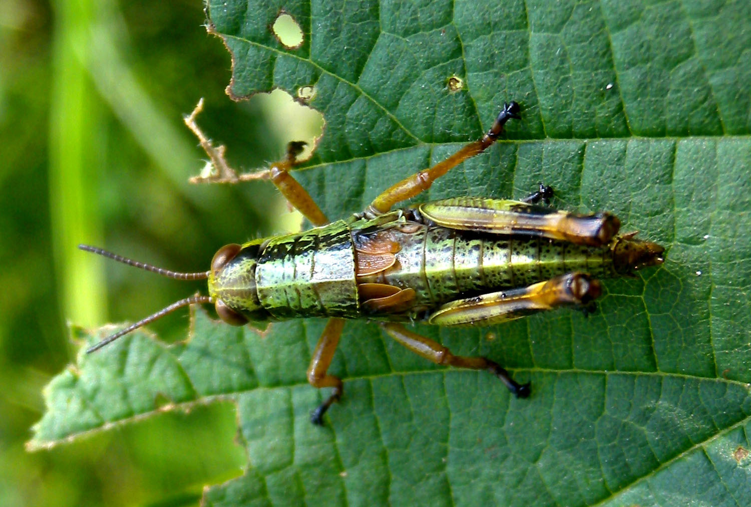 Acridiidae verde brachittero