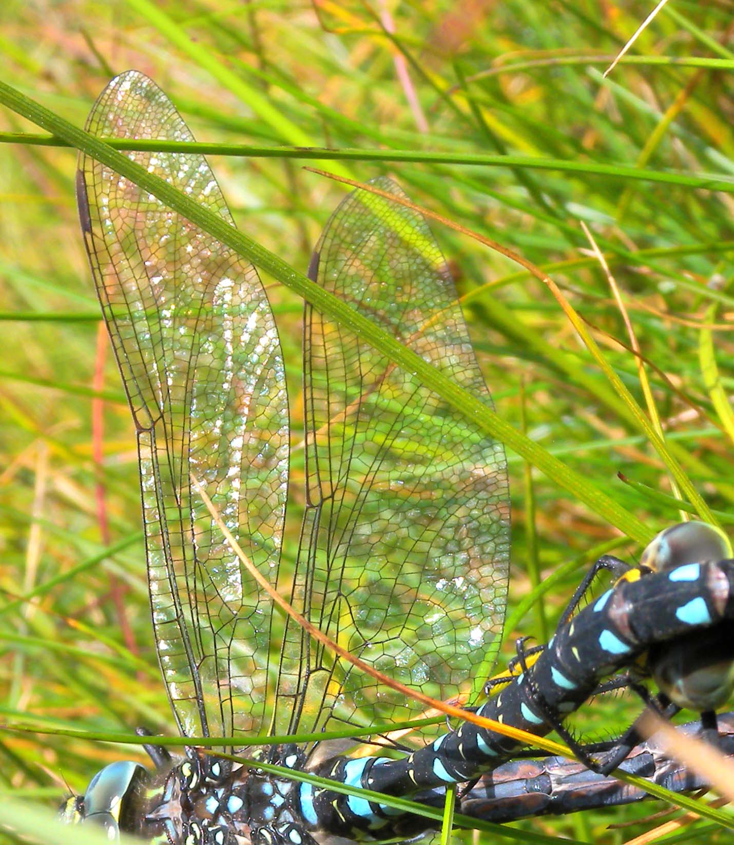 Aeshna juncea