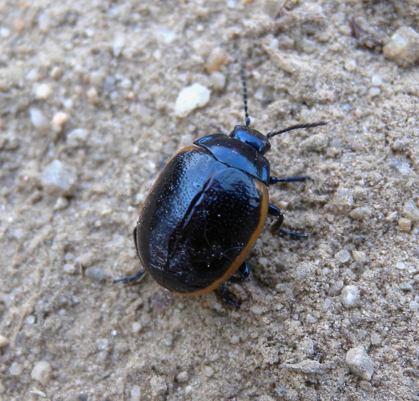 Chrysolina rossia