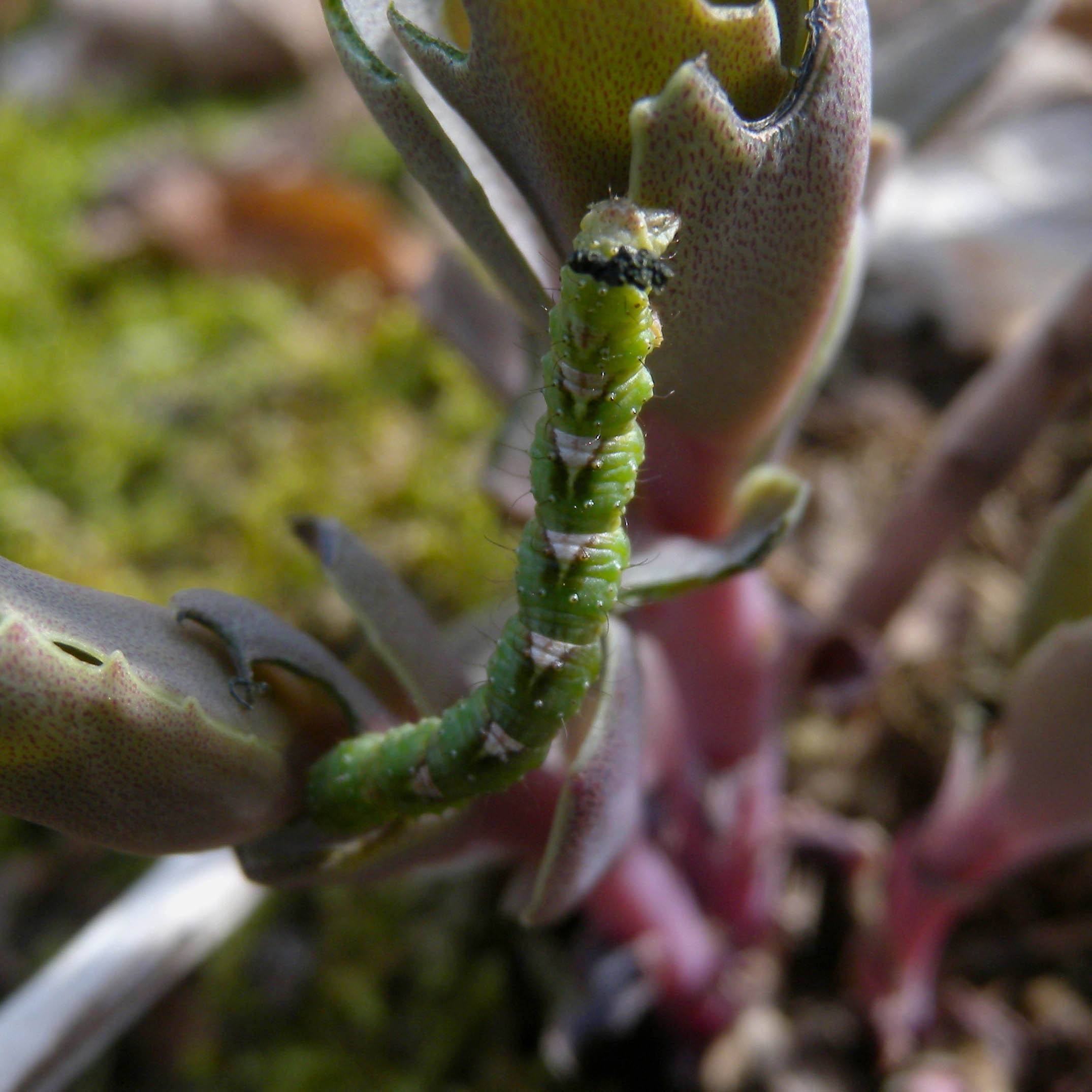 Larva su crassulacea