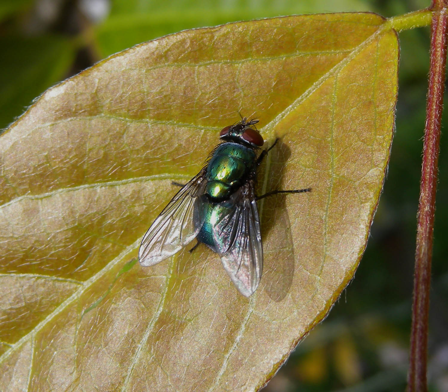 Mosca verde