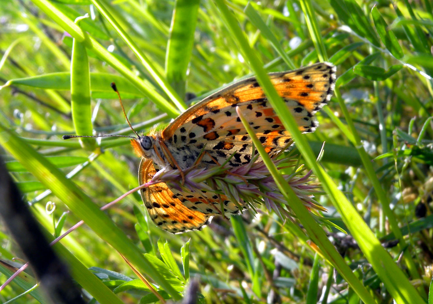 Melitaea