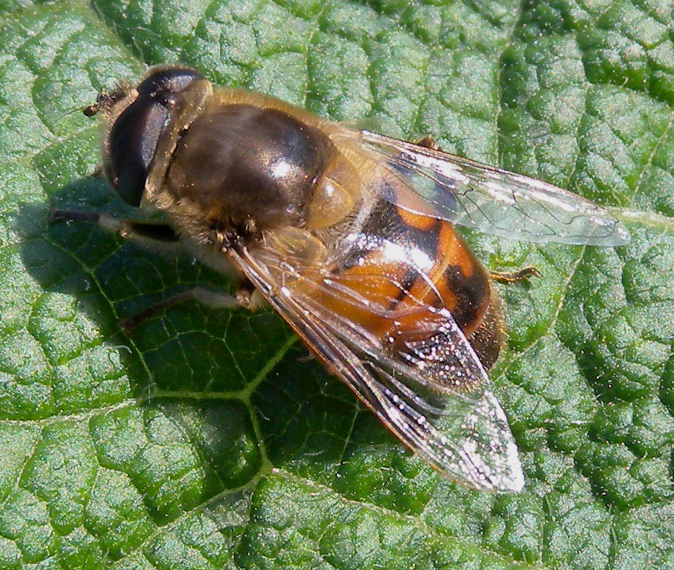 Syrphidae ?