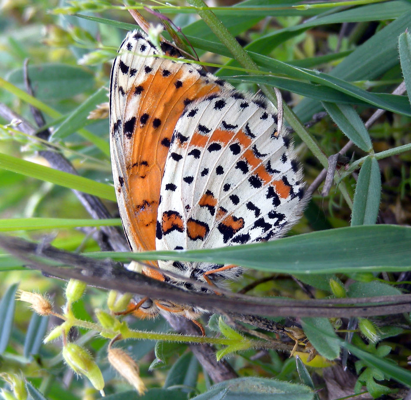 Melitaea