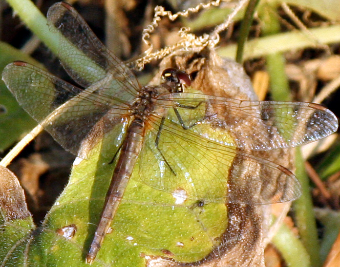 Libellule tardive: Sympetrum depressiusculum & striolatum