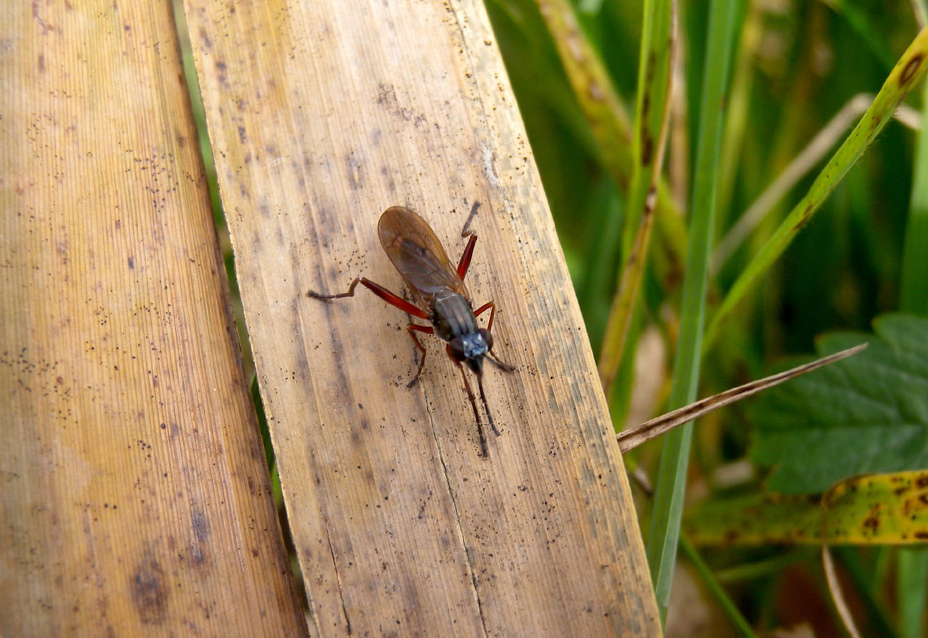 Sepedon sphegea (Sciomyzidae) e Scathophaga sp.