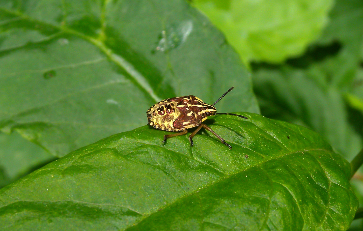 Pentatomidae: Carpocoris sp. (ninfa) della Lombardia (MI)