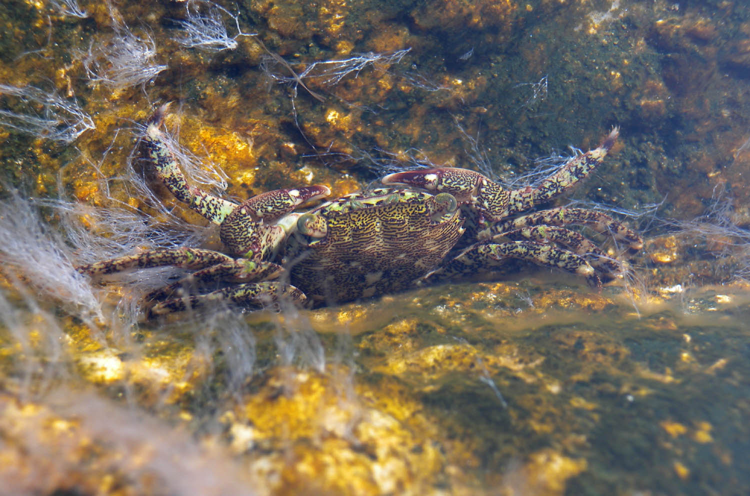 Pachygrapsus marmoratus