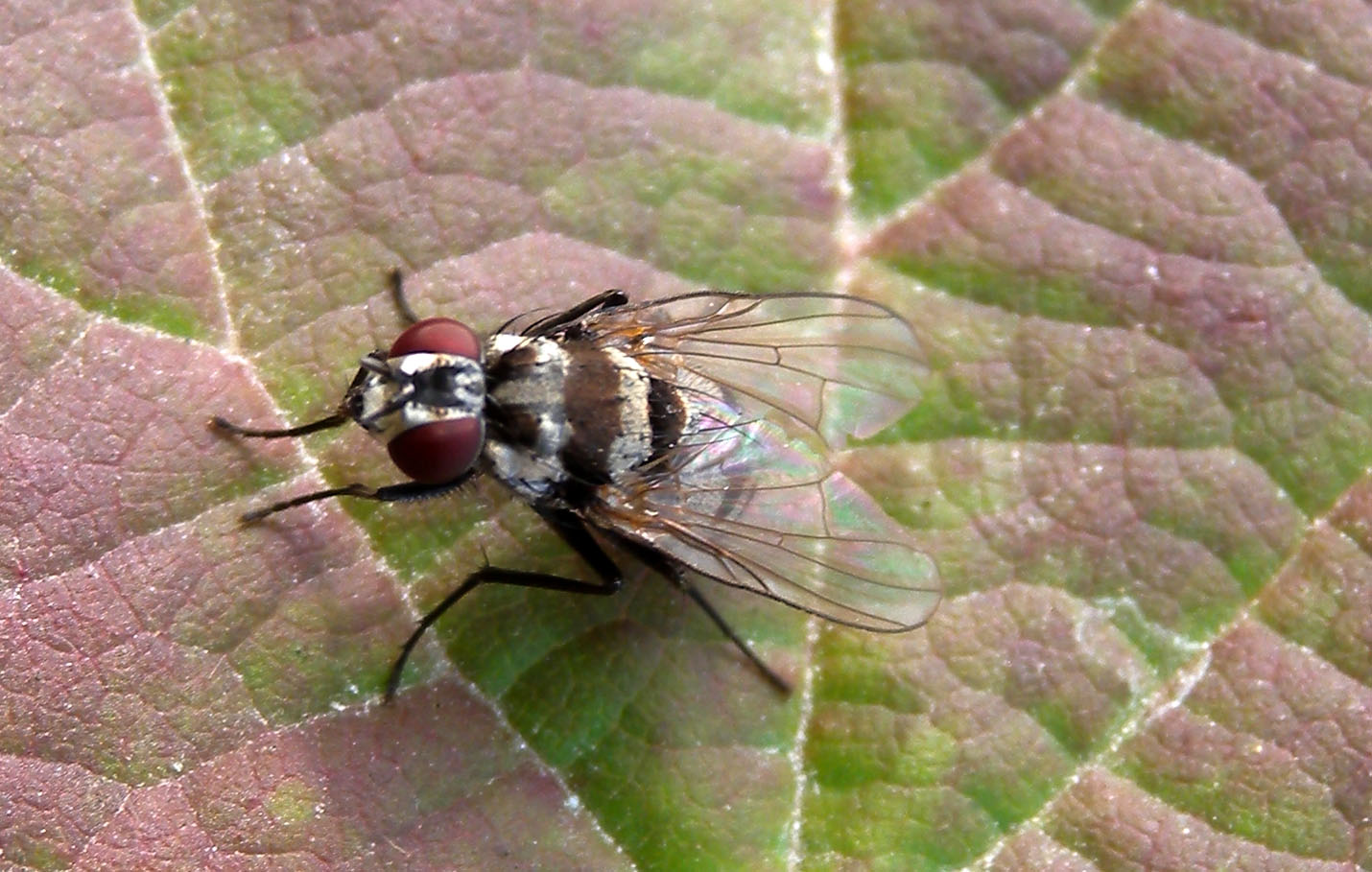 Limnophora obsignata