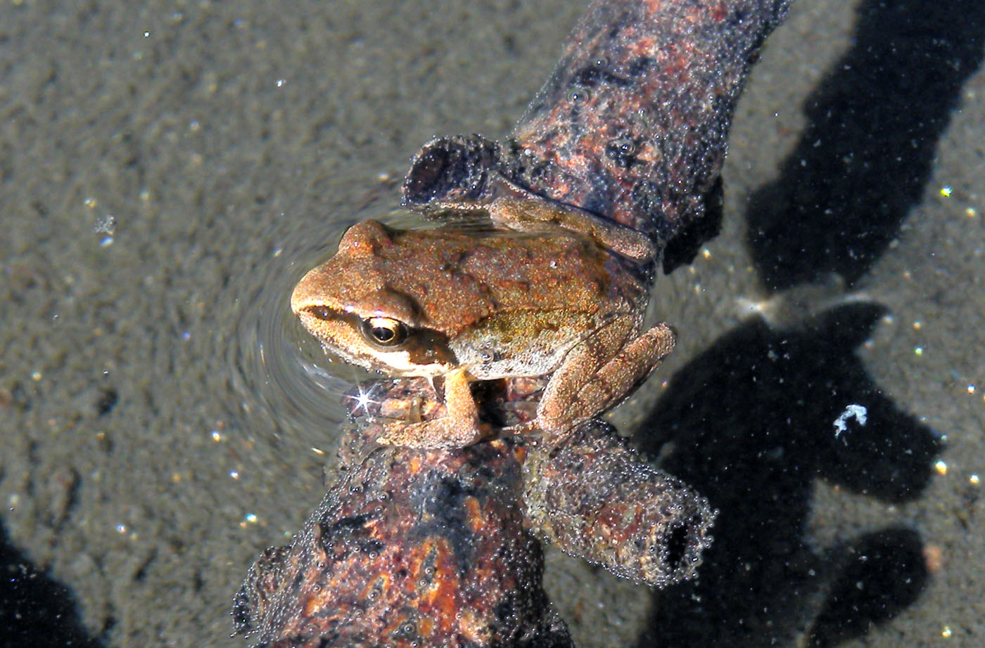 Giovane rana - Rana temporaria