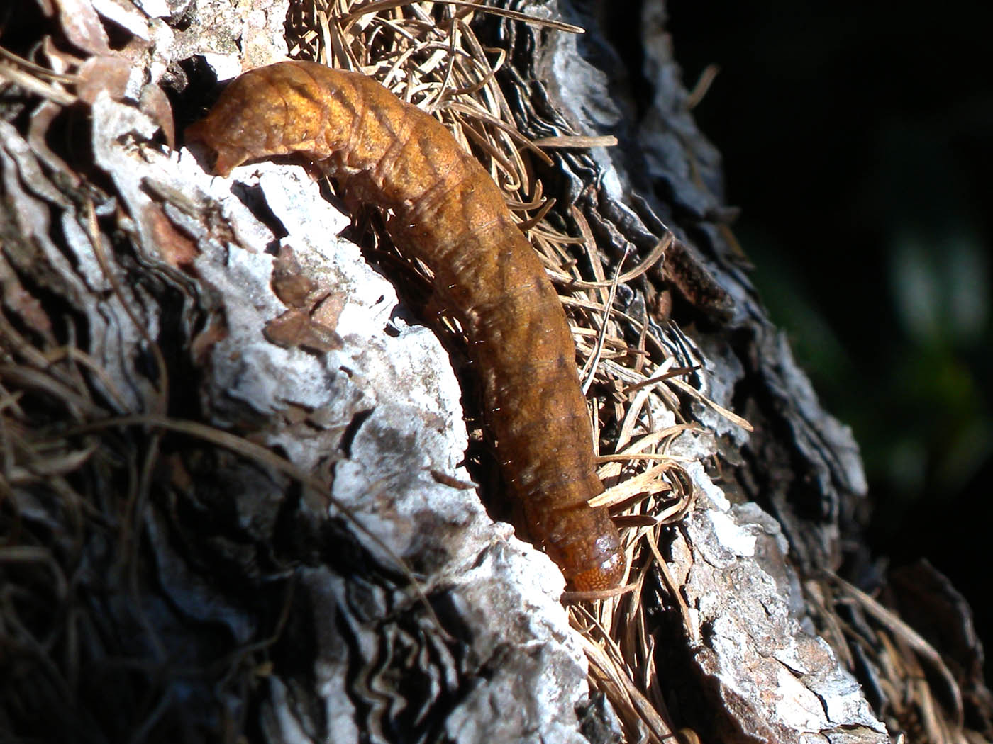 id larva : Coranarta?