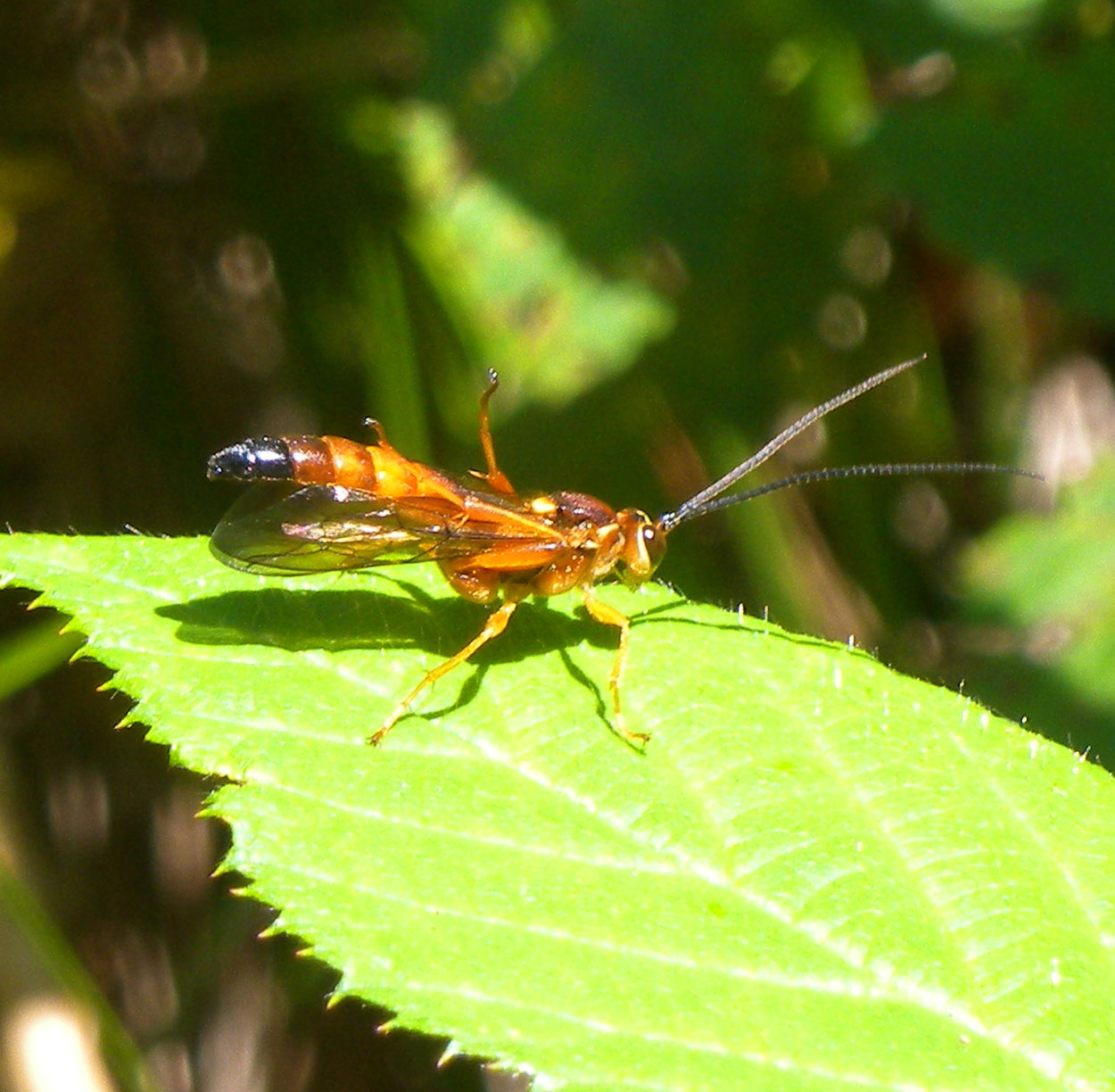 Ichneumonidae