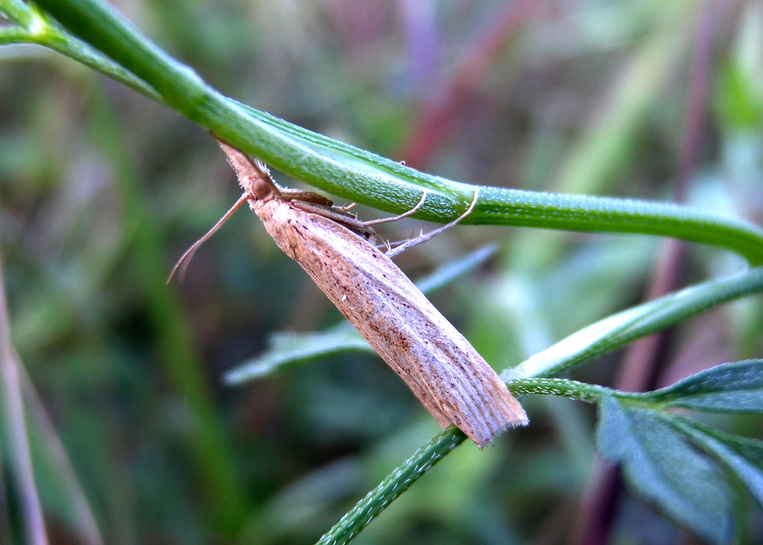 Crambidae ?