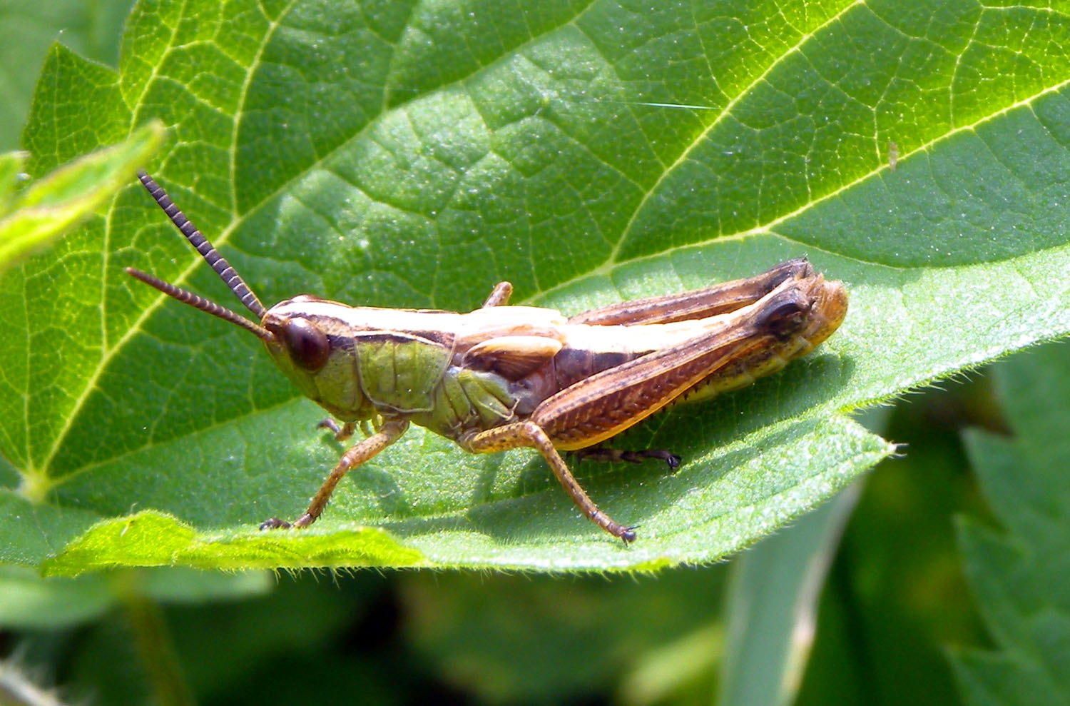 Acridiidae