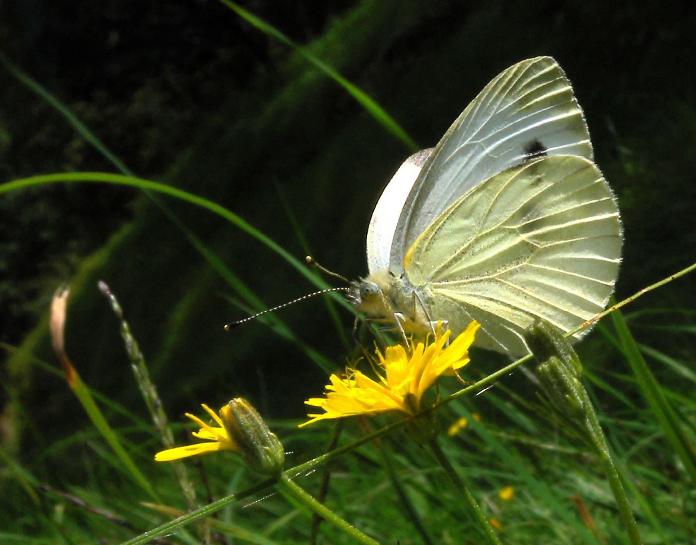 Pieris napi