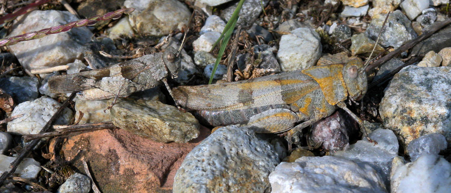 Coppia di Oedipoda caerulascens