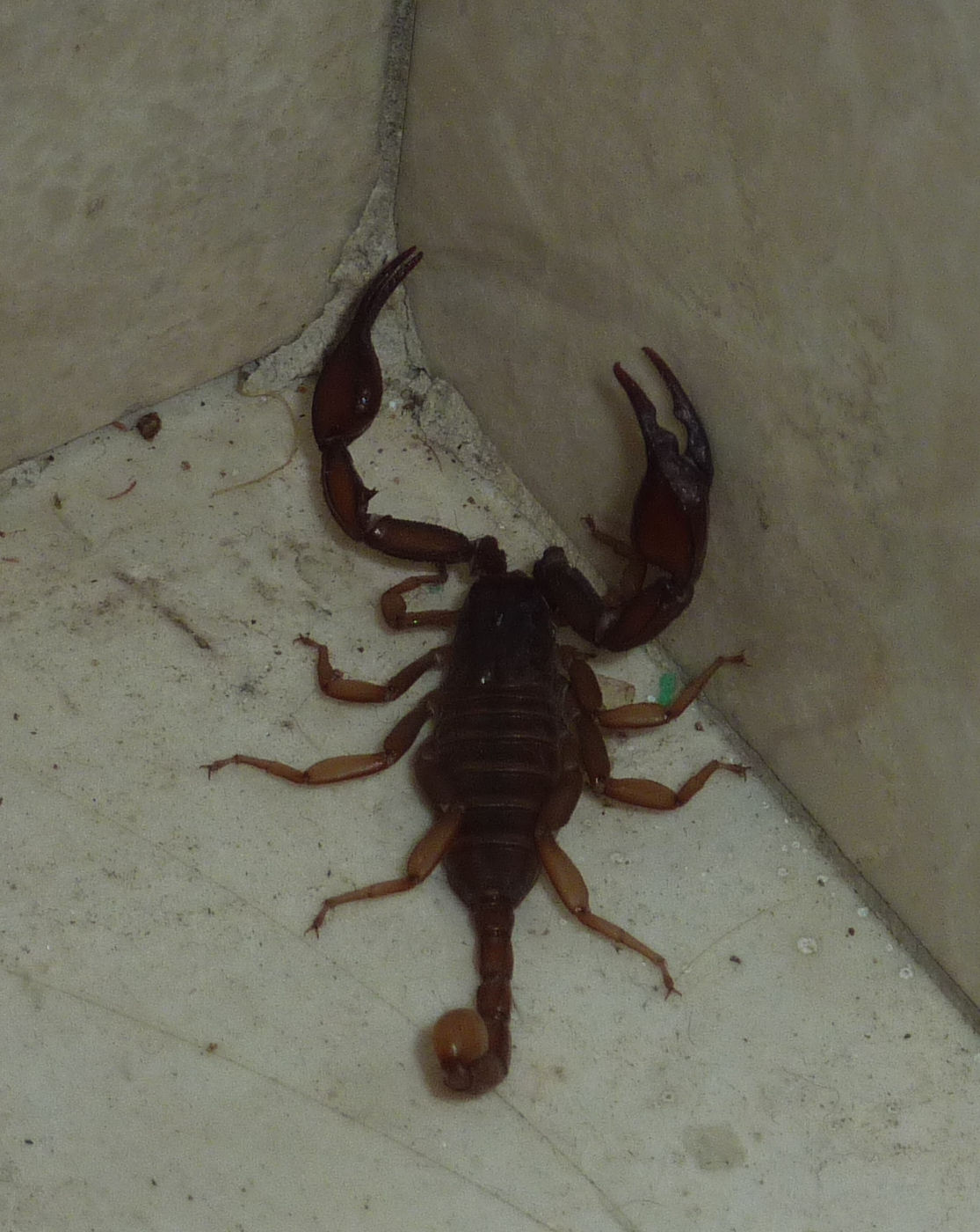 Euscorpius aquilejensis