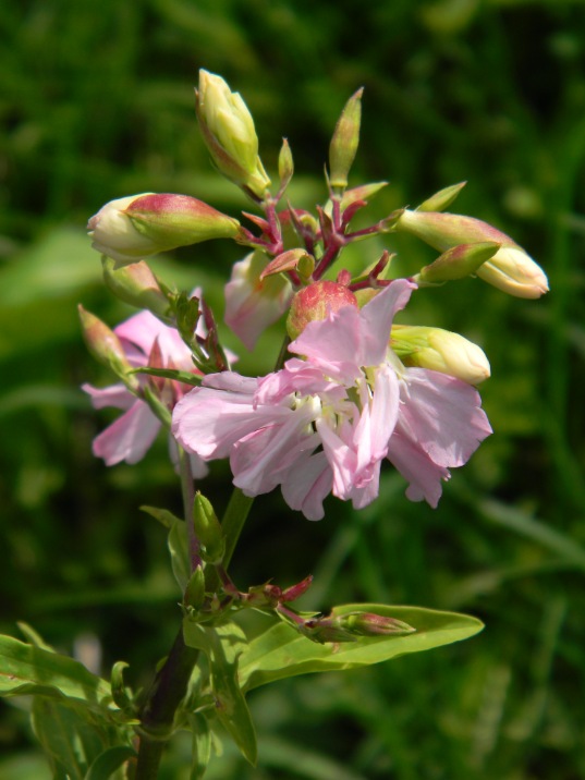 Saponaria officinalis