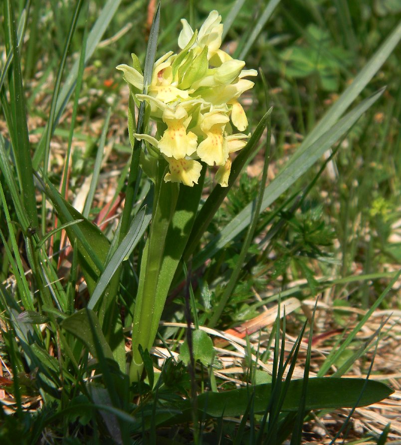 Orchidea da identificare