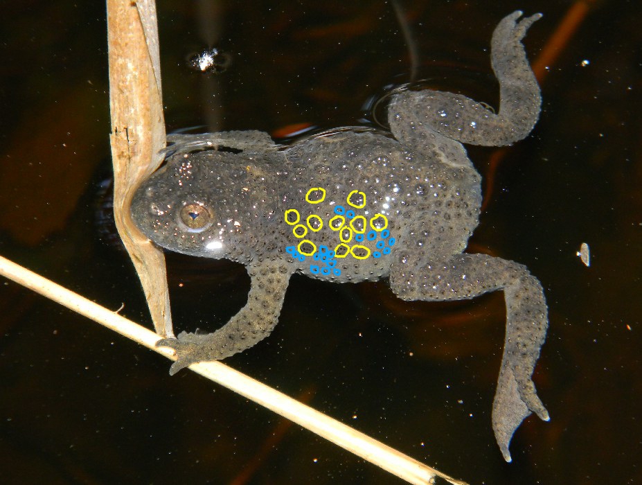 Occhi a cuoricino, stomaco di ferro; identific. individuale